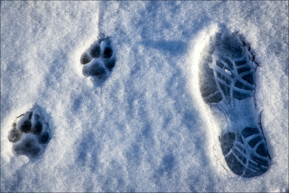 fottprints in snow