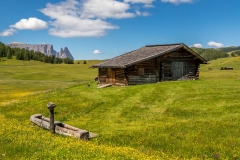 Alpe de Siusi flower meadows, Dolomites