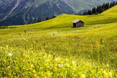 Austrian Alps meadows