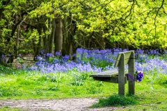 Bench on Beverley Westwood