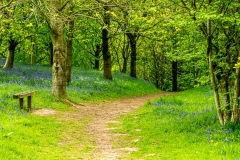 Flakebridge Wood