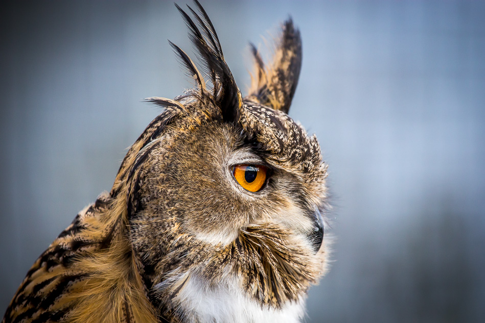 Eagle Owl, Askham Hall