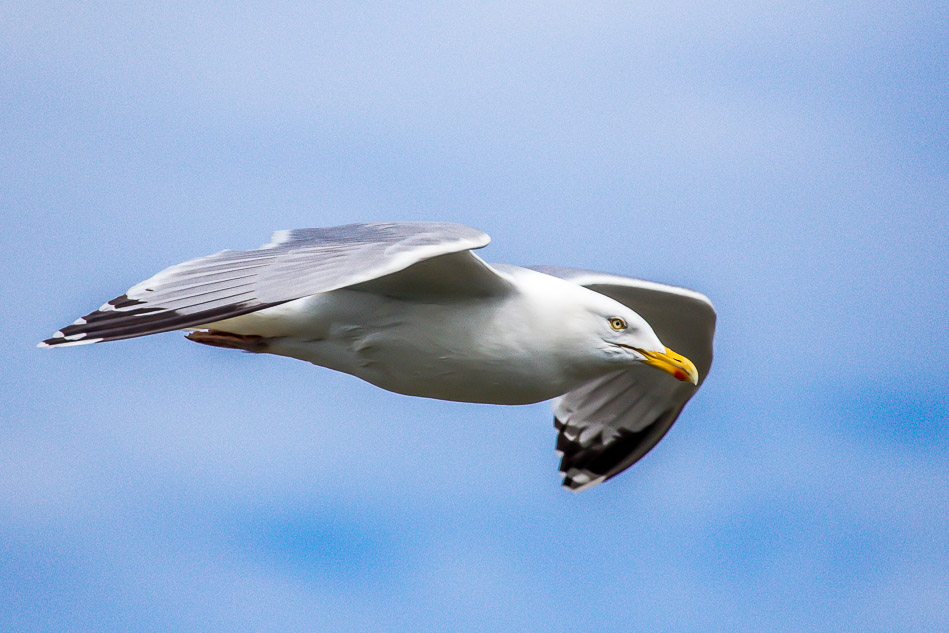 Herring Gull, Bempton Cliffs