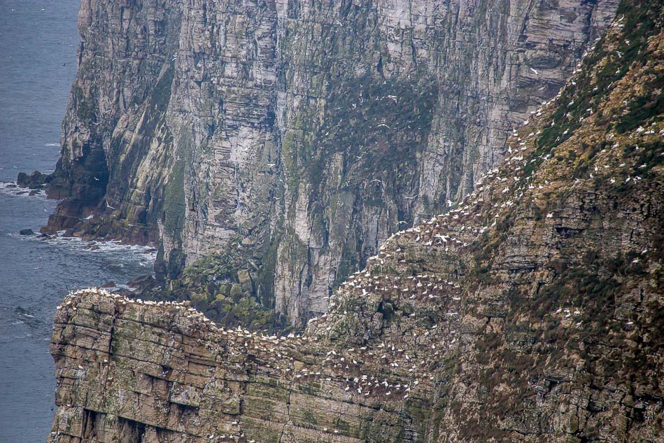 Nesting Gannets, Bempton Cliffs