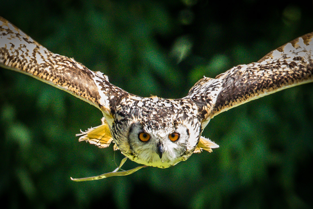 Eagle Owl, Bolton Castle