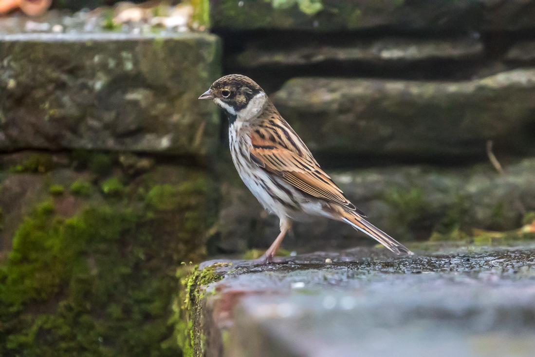 Reed Bunting in the garden