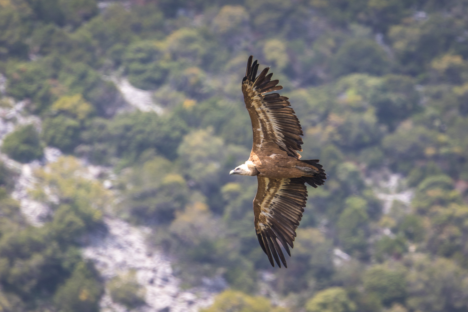 Griffon Vulture, Andalucia