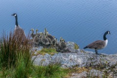 Canada Geese, Buttermere