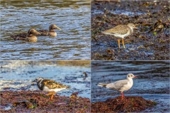 Eider Duck (female), Common Sandpiper, Turnstone and Black Headed Gull in Craster harbour