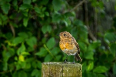 Young robin in the garden