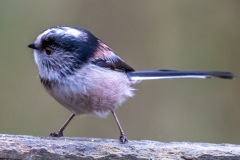 Long tailed tit in the garden