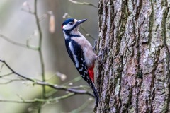 Great Spotted Woodpecker, Forge Valley