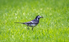 Pied Wagtail in the garden