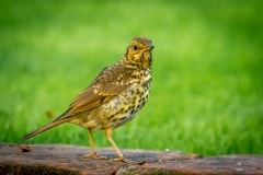 Thrush, Lake District