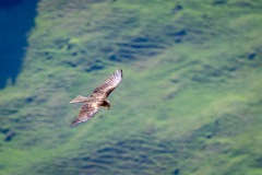 Golden eagle, Swiss Alps