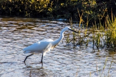Little Egret, Arne