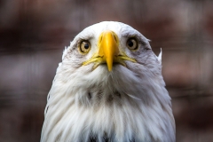 Bald Eagle, Askham Hall