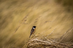 Stonechat, Bamburgh