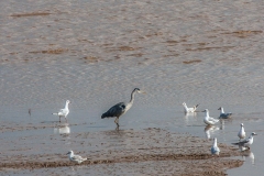 Heron on the Humber