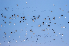 Lapwing, Far Ings