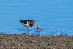 Oystercatcher