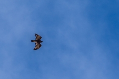 Golden Eagle, Isle of Harris