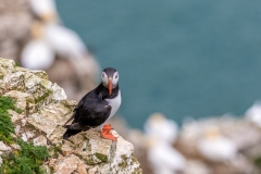 Puffin, Bempton Cliffs