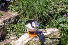 Puffin, Bempton Cliffs