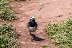 Pied Wagtail