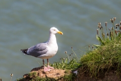 Herring Gull, Bempton Cliffs
