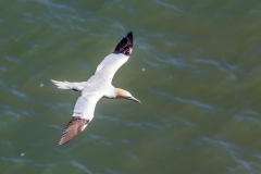 Gannet, Bempton Cliffs