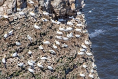 Nesting Gannets, Bempton Cliffs