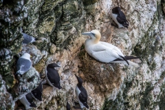 Gannet, Bempton Cliffs