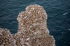 Nesting Gannets, Bempton Cliffs