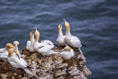 Gannets, Bempton Cliffs