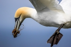 Gannet, Bempton Cliffs