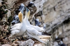 Gannets, Bempton Cliffs