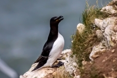 Razorbill, Bempton Cliffs