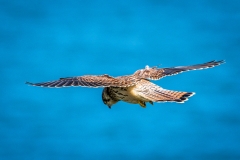 Kestrel, Flamborough Head