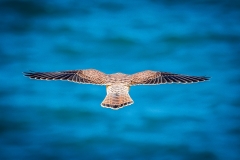 Kestrel, Flamborough Head