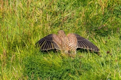 Kestrel, Flamborough Head