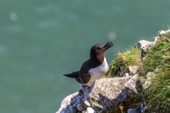 Razorbill, Bempton Cliffs