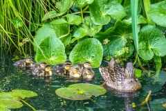 8 ducklings on our pond