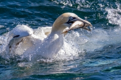Gannets near Bridlington