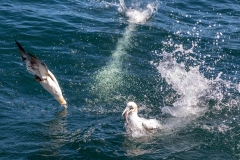 Gannets near Bridlington