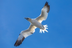 Gannets near Bridlington