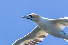 Gannets near Bridlington