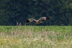 Marsh Harrier, Blacktoft Sands