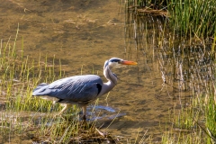Heron, Boredale