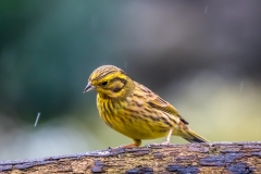 Yellowhammer, Lake District